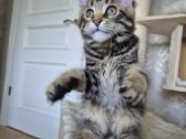 Mainecoon girl - nuotraukos Nr. 3