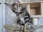 Mainecoon girl - nuotraukos Nr. 2