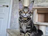 Mainecoon girl - nuotraukos Nr. 4