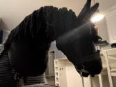 Juodas hobby horse
