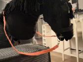 Juodas hobby horse - nuotraukos Nr. 2