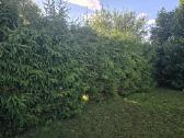 Parduodamas sklypas ant Nevėžio kranto (skardžio) - nuotraukos Nr. 31