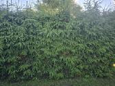 Parduodamas sklypas ant Nevėžio kranto (skardžio) - nuotraukos Nr. 32