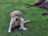 Labradoro retriveris