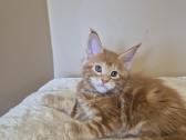 Mainecoon male - nuotraukos Nr. 4