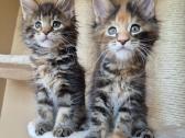 Mainecoon females f22 - nuotraukos Nr. 3