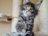 Mainecoon females f22 - nuotraukos Nr. 2