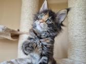 Mainecoon females f22 - nuotraukos Nr. 4