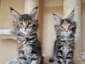Mainecoon females f22 - nuotraukos Nr. 5