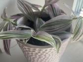 Tradescantia Sweetness , Tradeskantė - nuotraukos Nr. 2
