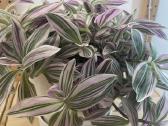 Tradescantia Sweetness , Tradeskantė