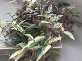 Tradescantia Quadricolor Tradeskantė