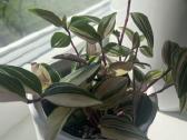 Tradescantia Quadricolor Tradeskantė - nuotraukos Nr. 2
