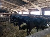 X-mesines Angus karves