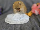 Pomeranų špiciukai - nuotraukos Nr. 7
