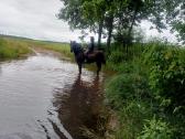 Parduodu žirgą - nuotraukos Nr. 2
