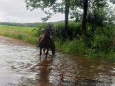 Parduodu žirgą - nuotraukos Nr. 5