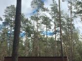 Vėjo padariniai - medžių pjovimas, genėjimas - nuotraukos Nr. 2