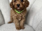 Cavapoo f2 b