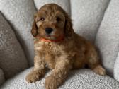 Cavapoo f2 b - nuotraukos Nr. 2