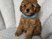 Cavapoo f2 b - nuotraukos Nr. 3