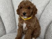 Cavapoo f2 b - nuotraukos Nr. 4