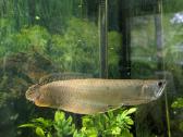 Parduodama žuvis Arowana silver - nuotraukos Nr. 2