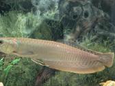 Parduodama žuvis Arowana silver - nuotraukos Nr. 3