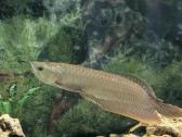 Parduodama žuvis Arowana silver - nuotraukos Nr. 4