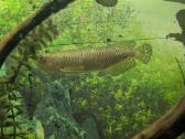 Parduodama žuvis Arowana Jardini
