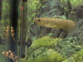 Parduodama žuvis Arowana Jardini - nuotraukos Nr. 2