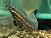 Parduodama žuvis Fire Eel