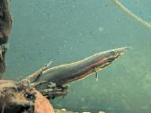 Parduodama žuvis Fire Eel - nuotraukos Nr. 3