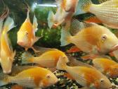 Parduodama žuvis Geophagus Heckelii albino
