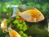 Parduodama žuvis Geophagus Heckelii albino - nuotraukos Nr. 2