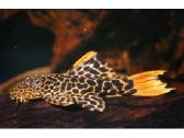 Parduodama žuvis Šamas L600 Leopard Cactus Pleco