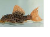 Parduodama žuvis Šamas L600 Leopard Cactus Pleco - nuotraukos Nr. 2