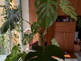 Monstera