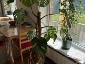 Monstera - nuotraukos Nr. 2