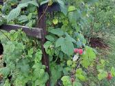 Parduodamas sodo sklypas - nuotraukos Nr. 14