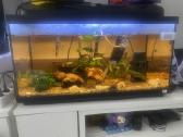 Dovanoju