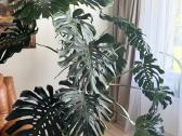 Stambiažiedės jukos, juodoji kalija ir Monstera - nuotraukos Nr. 11