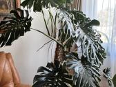 Stambiažiedės jukos, juodoji kalija ir Monstera - nuotraukos Nr. 7
