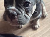 Parduodamas 3 mėn. prancūzų buldogo šuniukas. 500e - nuotraukos Nr. 5
