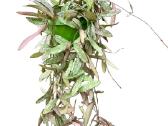 Vaškuolė Hoya sigillatis - nuotraukos Nr. 3