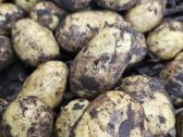 Bulvės didmena nuo 0,25 €/kg Pristatymas visoje - nuotraukos Nr. 6