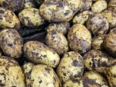 Bulvės didmena nuo 0,25 €/kg Pristatymas visoje - nuotraukos Nr. 9