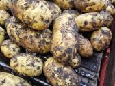 Bulvės didmena nuo 0,25 €/kg Pristatymas visoje - nuotraukos Nr. 5