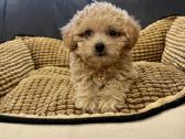 Maltipoo mergytė