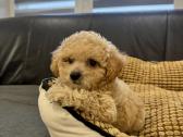 Maltipoo mergytė - nuotraukos Nr. 2
